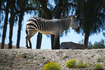 African Zebra