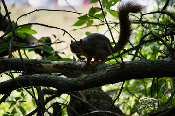Ground Squirrel on a Tree
