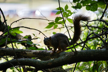 Ground Squirrel on a Tree