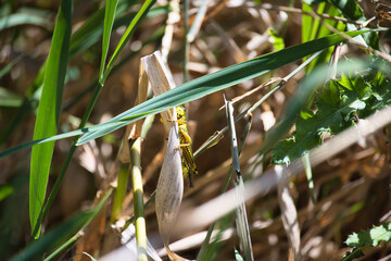 Grasshopper in tall grass