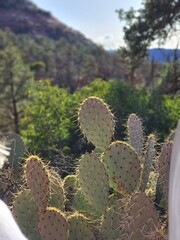 arizona desert heat landscape cactus