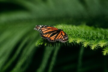 pretty butterfly garden background close up