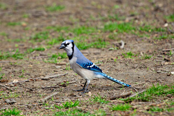 Blue Jay (Cyanocitta cristata), common in forests and urban parks