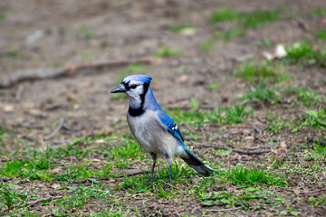 Blue Jay (Cyanocitta cristata), common in forests and urban parks