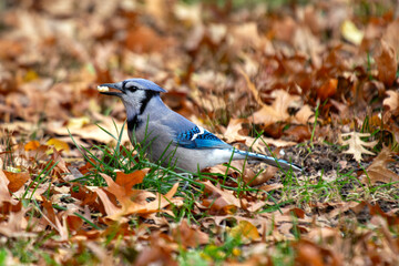 Blue Jay (Cyanocitta cristata), common in forests and urban parks