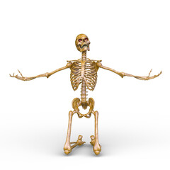 骸骨　3DCGレンダリング