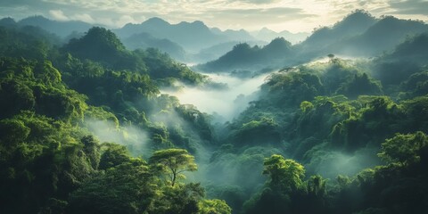 Rainforest landscape with trees and fog - theme conservation, climate change and renewable energy