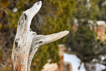 Grand Canyon National Park at Sunrise