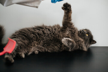 A gray fluffy cat opened its mouth to bite a doctor who wants to brush its fur. Aggression. Grooming