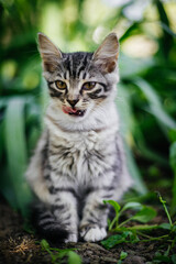 Cute gray striped kitten licks its tongue. It sits on a patch of juicy green foliage. The kitten looks away with its tail tucked between its legs