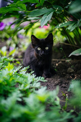 Portrait of a small black cat in green foliage in close-up. Looking into the camera