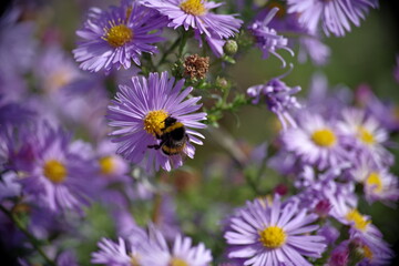 Aster Armelle