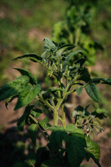 Tomatoes bloom very poorly on the farm. Crop failure. Disease of agricultural crops.