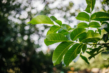 Green walnut leaves. Background image with space for text