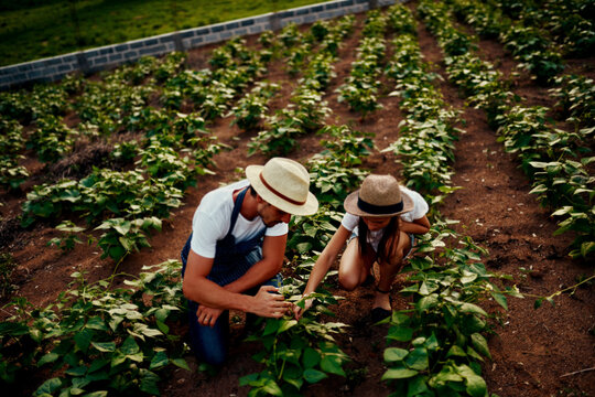 Father, daughter and work on farm for bonding, talking and development with agriculture sustainability. Man, girl and help on homestead for teaching, learning or farming outdoor with crops or plants