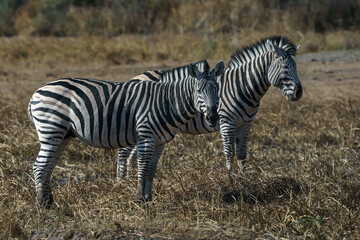 two zebra, side by side in the desert of Botswana