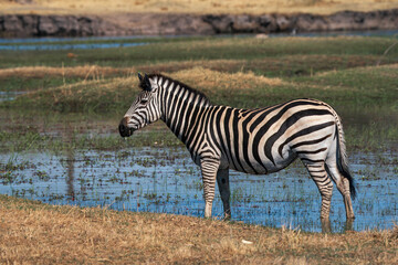 one zebra standing in watering hole with grassy plains in background, Botswana