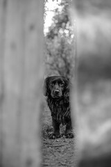 Lone stray dog looks through a gap in the fence. Sad look of a dog. Black and white photo. Stray...
