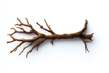 A unique, twisted root branch showcasing its intricate texture and natural form, ideal for organic designs and nature themes.