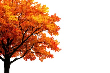 A vibrant orange tree showcasing the beauty of autumn leaves against a white background, perfect for seasonal themes.