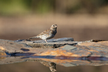 Ave pequeña sobre piedra laja, Yal