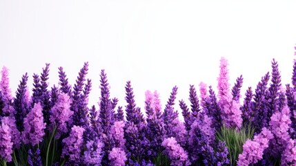 Beautiful lavender flowers in vibrant purple hues against a clean white background, perfect for decor and design.