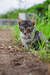 Obraz premium A cute stray cat decided to go to the toilet outside, with green grass in the background. Daily biological needs. Lonely stray animals need help and care