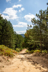 Fototapeta premium Dirt road in a pine forest on a sunny day. Pine tree on the road in the forest. Summer landscape. Path in the forest. Forest in the trail.