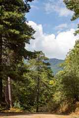 Dirt road in a pine forest on a sunny day. Pine tree on the road in the forest. Summer landscape. Path in the forest. Forest in the trail.