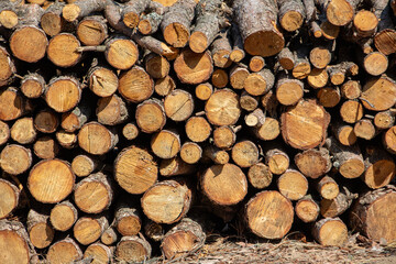 Pile of firewood in the forest, closeup of photo. Pile of sawn tree trunks in a forest. Woodpile texture.