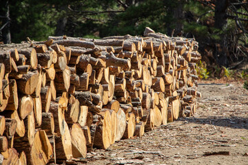 Pile of chopped firewood in forest. Firewood stacked on top of each other. Pile of sawn tree trunks in the forest, ready for winter. Woodpile of cut tree trunks in pine forest. 