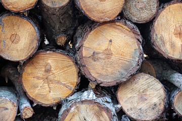 Pile of firewood in the forest, closeup of photo. Pile of sawn tree trunks in a forest. Woodpile texture.