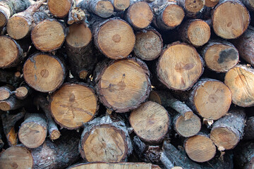 Pile of firewood in the forest, closeup of photo. Pile of sawn tree trunks in a forest. Woodpile texture.