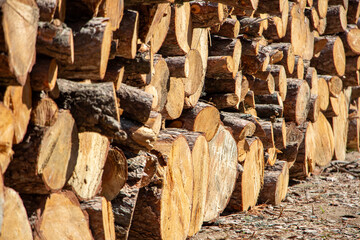Pile of chopped firewood in forest. Firewood stacked on top of each other. Pile of sawn tree trunks in the forest, ready for winter. Woodpile of cut tree trunks in pine forest. 
