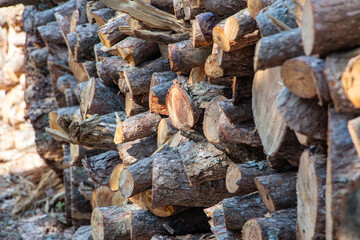 Pile of chopped firewood in forest. Firewood stacked on top of each other. Pile of sawn tree trunks in the forest, ready for winter. Woodpile of cut tree trunks in pine forest. 