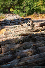 Pile of chopped firewood in forest. Firewood stacked on top of each other. Pile of sawn tree trunks in the forest, ready for winter. Woodpile of cut tree trunks in pine forest. 