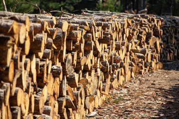 Pile of chopped firewood in forest. Firewood stacked on top of each other. Pile of sawn tree trunks in the forest, ready for winter. Woodpile of cut tree trunks in pine forest. 