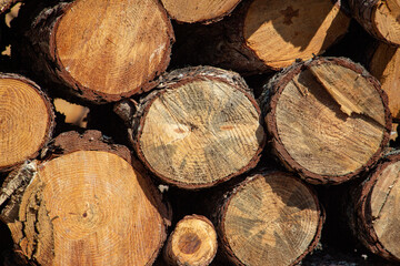 Pile of firewood in the forest, closeup of photo. Pile of sawn tree trunks in a forest. Woodpile texture.
