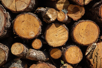 Pile of firewood in the forest, closeup of photo. Pile of sawn tree trunks in a forest. Woodpile texture.