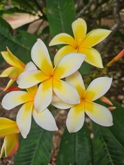 Yellow and White Plumeria