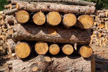 Pile of chopped firewood in forest. Firewood stacked on top of each other. Pile of sawn tree trunks in the forest, ready for winter. Woodpile of cut tree trunks in pine forest. 