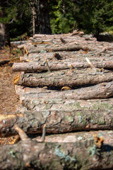 Pile of chopped firewood in forest. Firewood stacked on top of each other. Pile of sawn tree trunks in the forest, ready for winter. Woodpile of cut tree trunks in pine forest. 