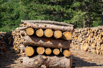 Pile of chopped firewood in forest. Firewood stacked on top of each other. Pile of sawn tree trunks in the forest, ready for winter. Woodpile of cut tree trunks in pine forest. 