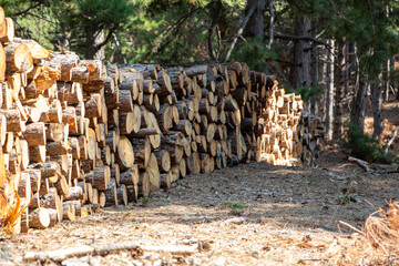 Pile of chopped firewood in forest. Firewood stacked on top of each other. Pile of sawn tree trunks in the forest, ready for winter. Woodpile of cut tree trunks in pine forest. 