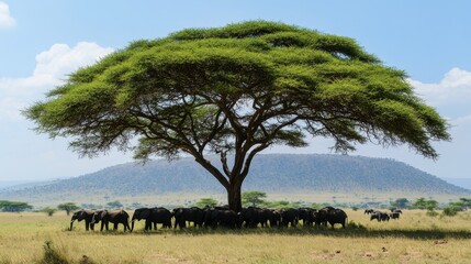 Obraz premium A herd of elephants resting under the shade of a large acacia tree during the heat of the day.