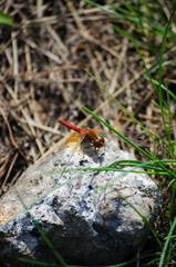 The Red Dragonfly