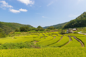 収穫前の田んぼ（大分県国東市）