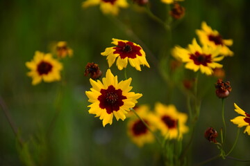 beautiful yellow flowers in the garden
