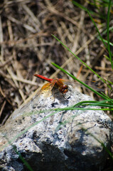 The Red Dragonfly