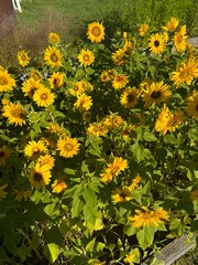 yellow flowers in the garden